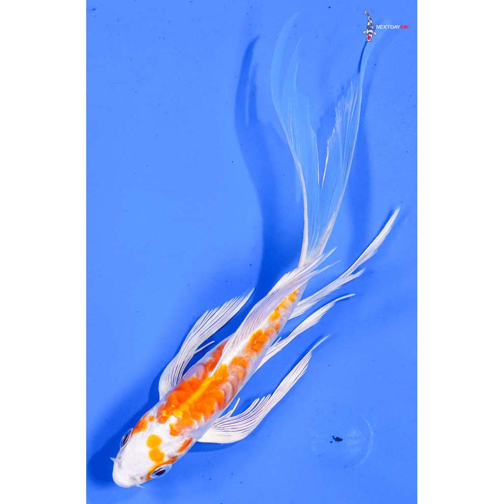 5.5β Imported Kikusui Butterfly Koi