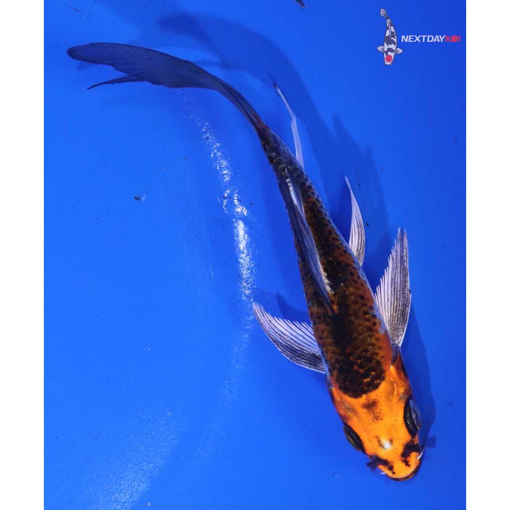 4.5” Imported Kujaku Butterfly Koi