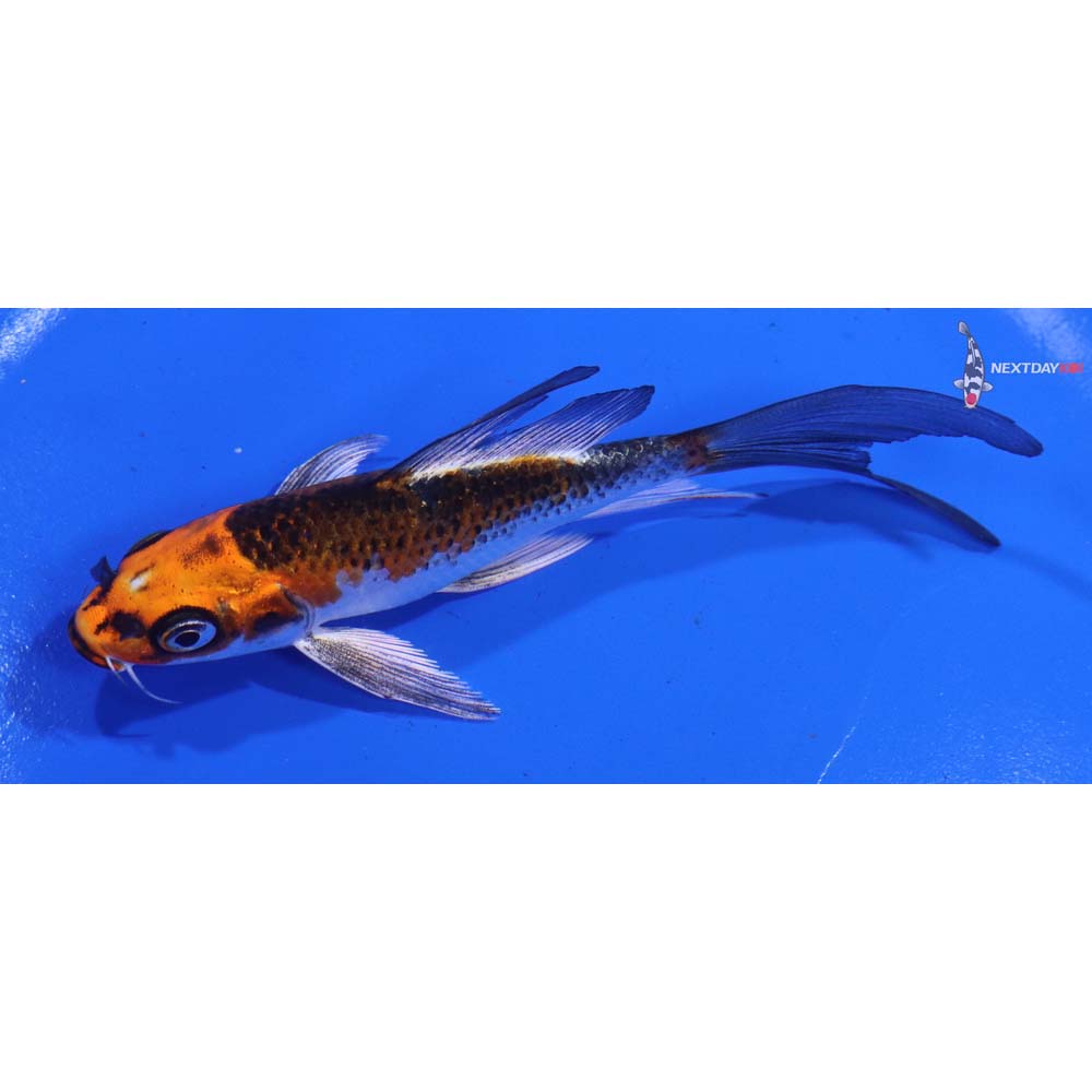 4.5” Imported Kujaku Butterfly Koi