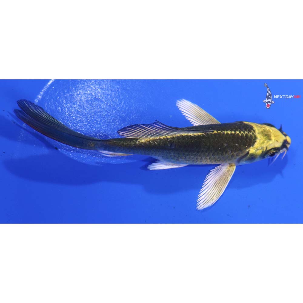 4.5” Imported Ki Matsuba Butterfly Koi