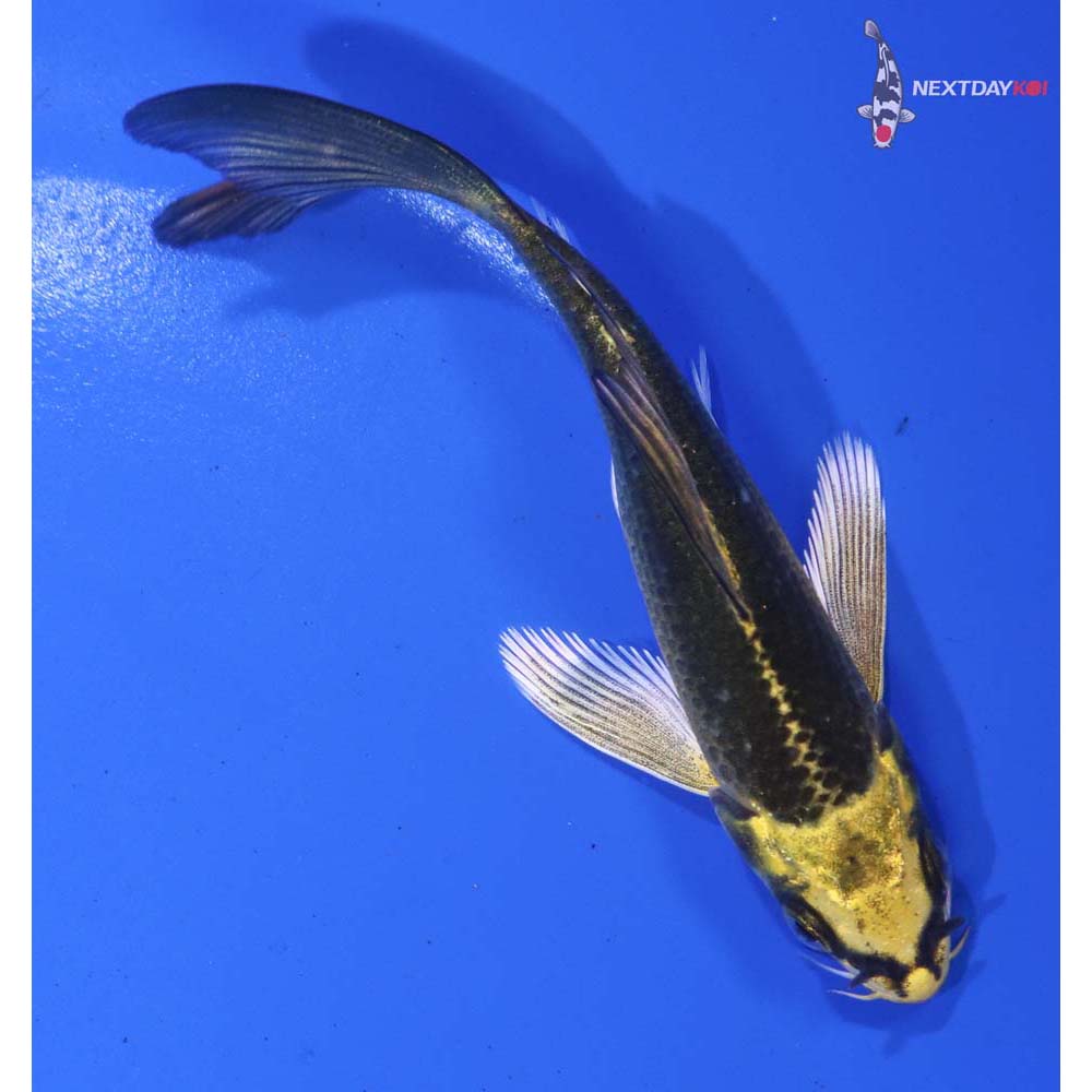 4.5” Imported Ki Matsuba Butterfly Koi