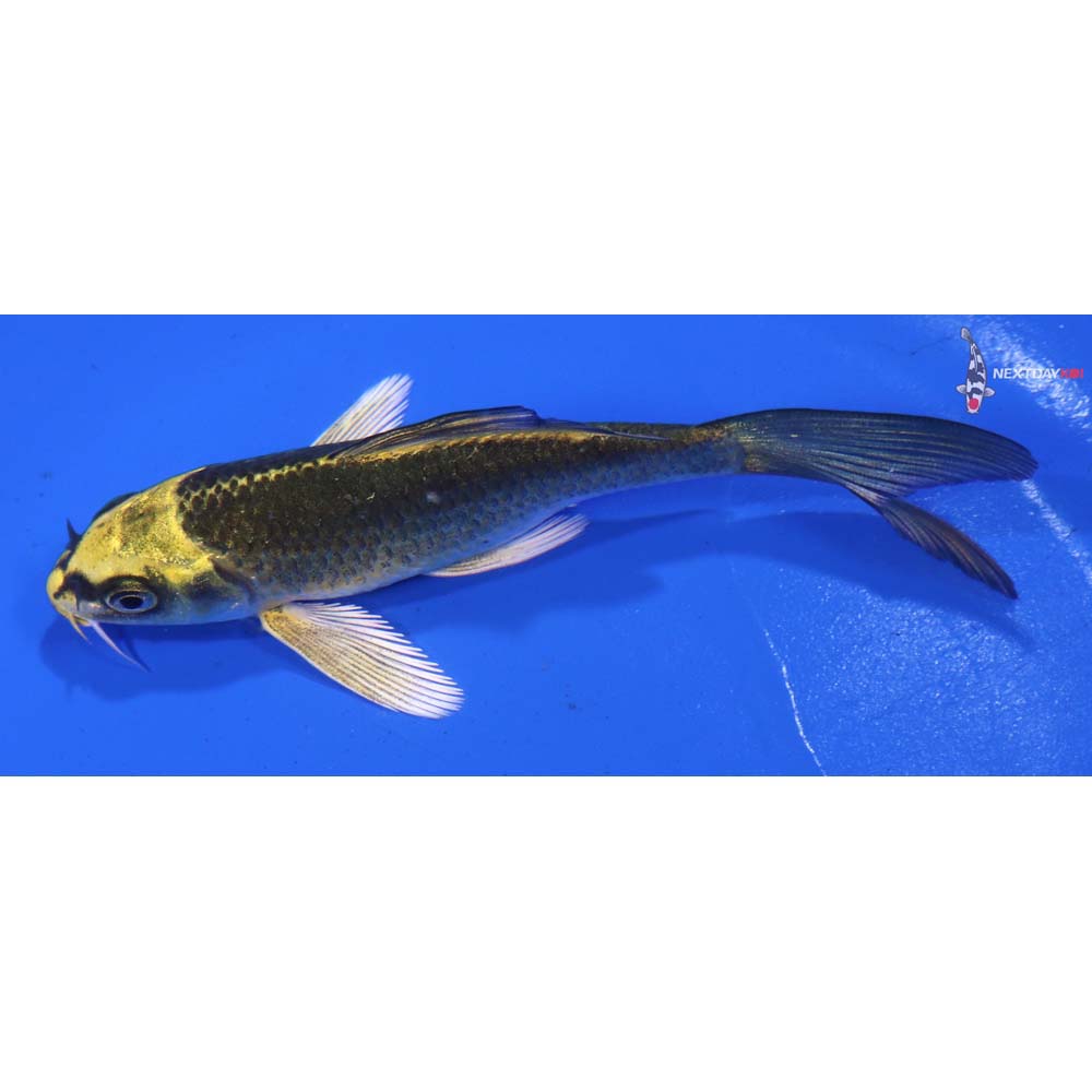 4.5” Imported Ki Matsuba Butterfly Koi