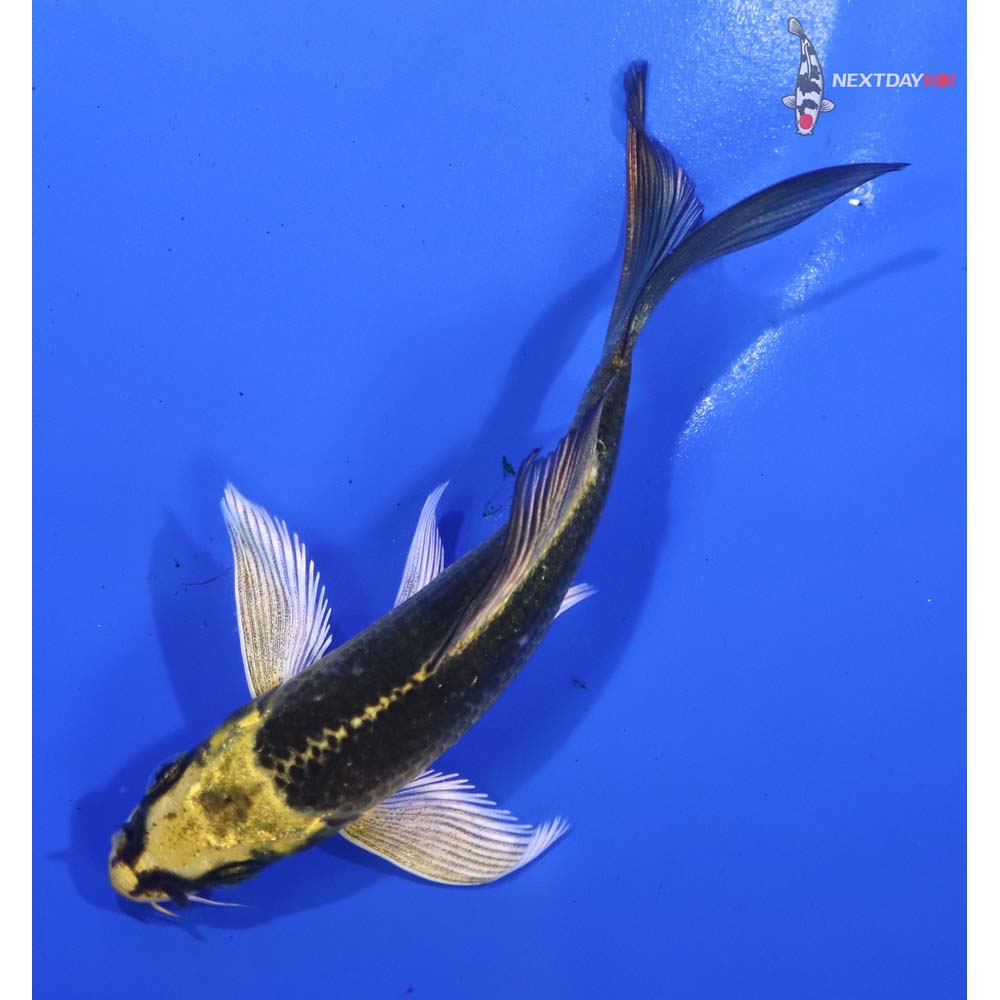 4.5” Imported Ki Matsuba Butterfly Koi