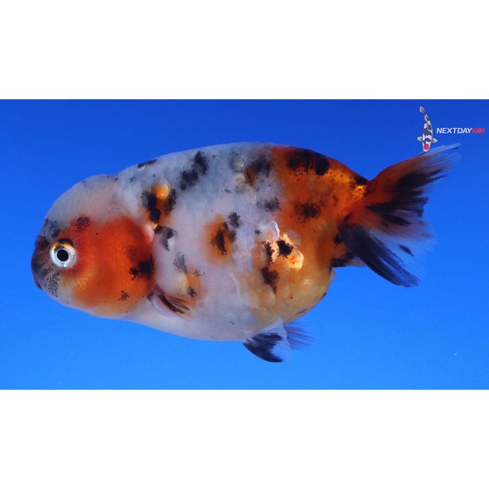 3.5” Imported Calico Ranchu