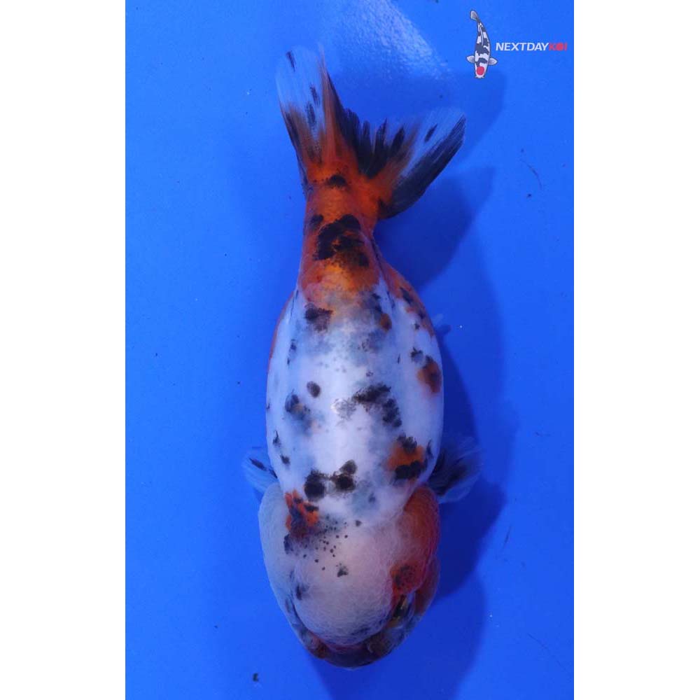 3.5” Imported Calico Ranchu