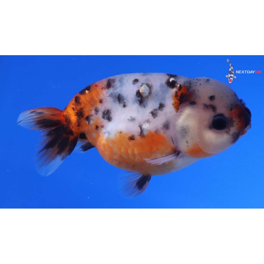 3.5” Imported Calico Ranchu