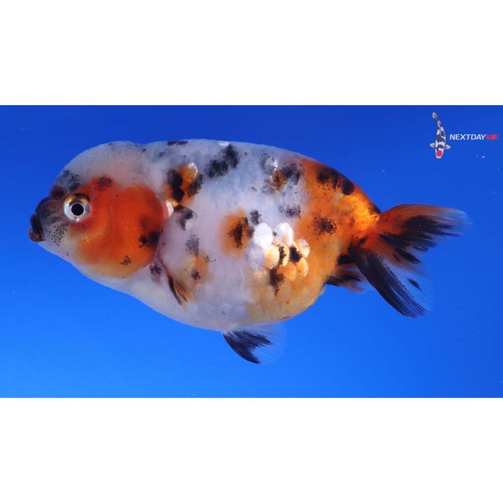 3.5” Imported Calico Ranchu