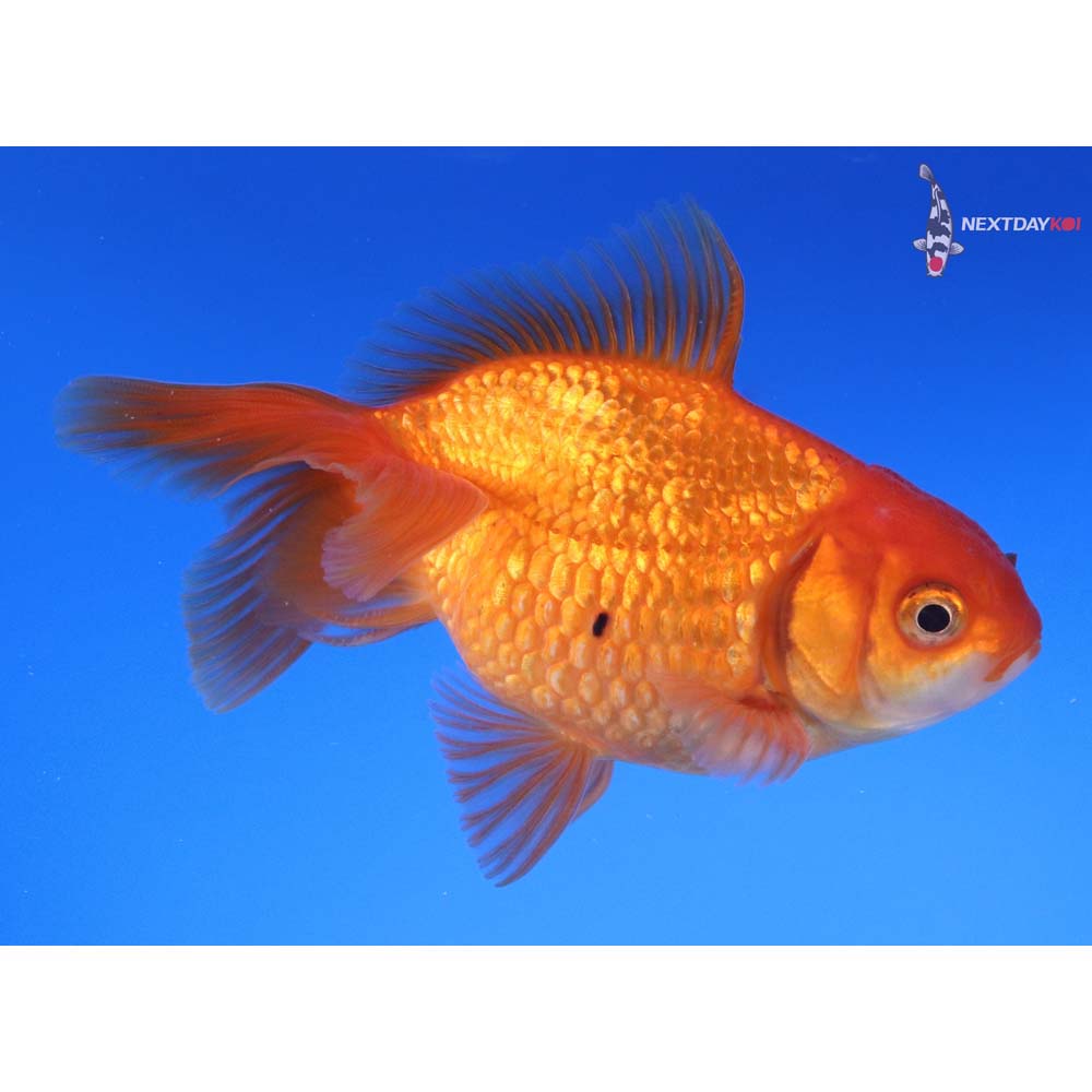 4” Imported Calico Pearlscale