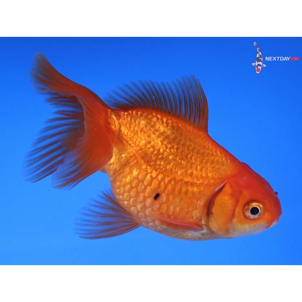 4” Imported Calico Pearlscale