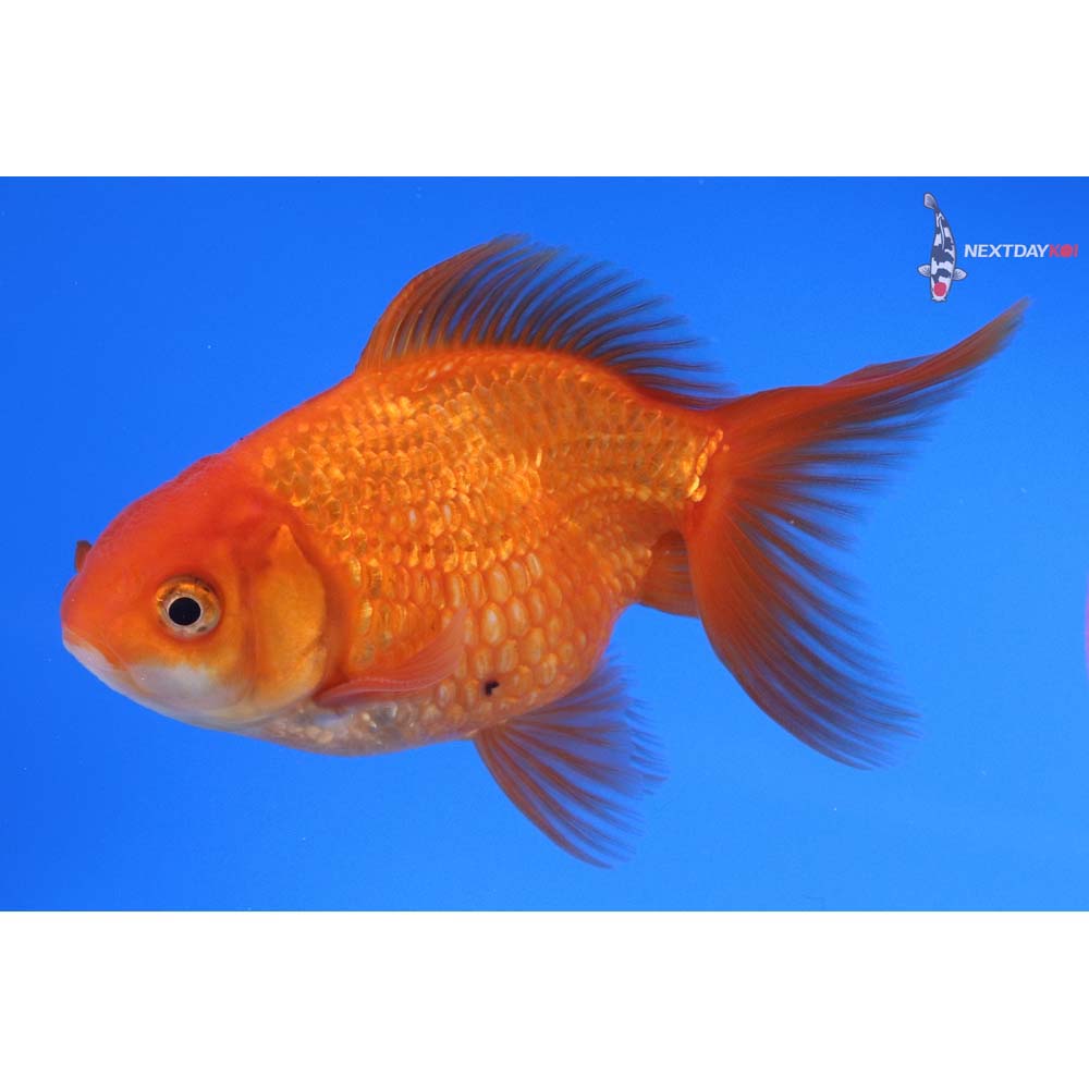 4” Imported Calico Pearlscale