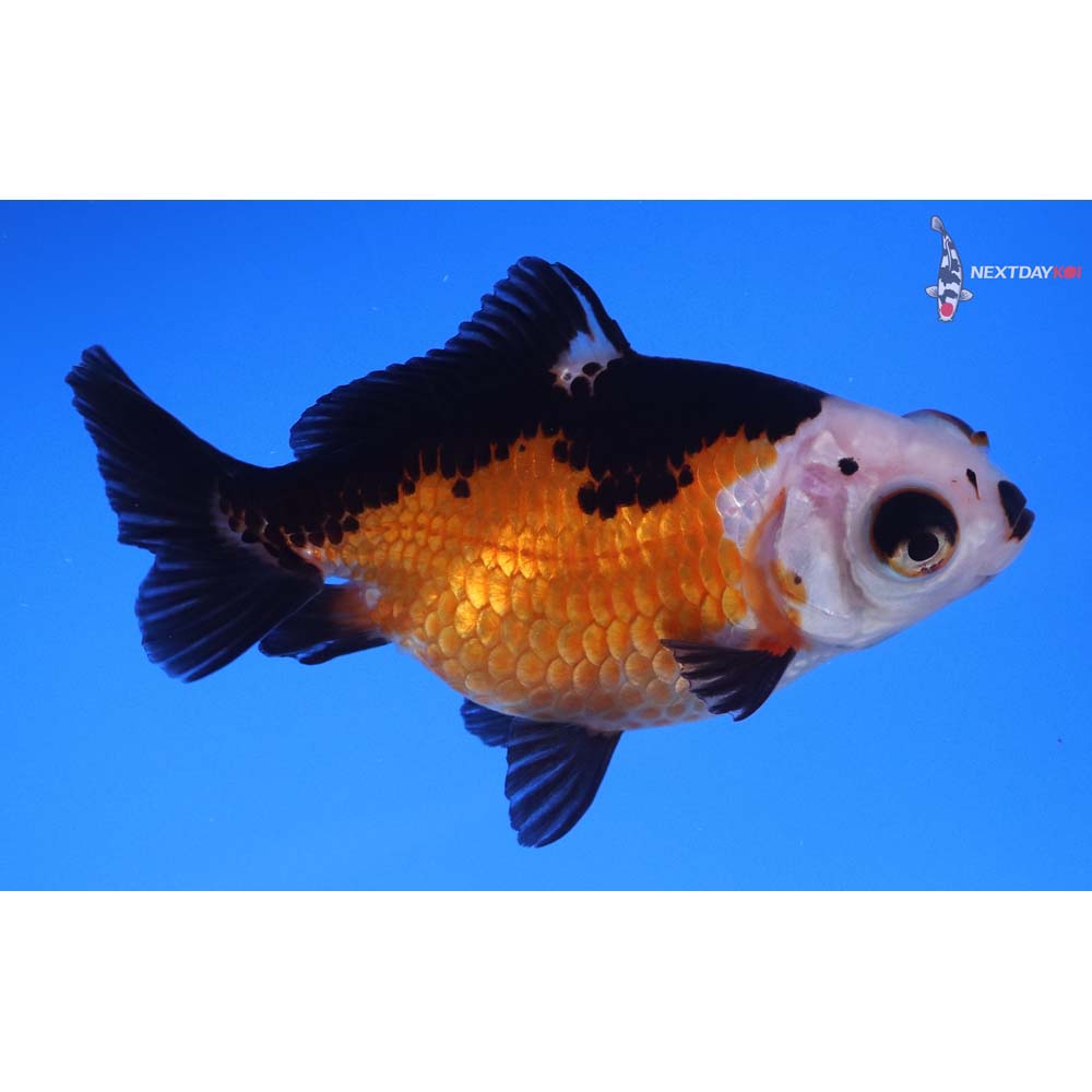 4” Imported Tri Color Telescope Fantail