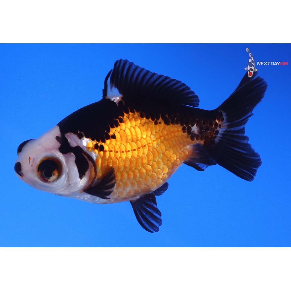 4” Imported Tri Color Telescope Fantail