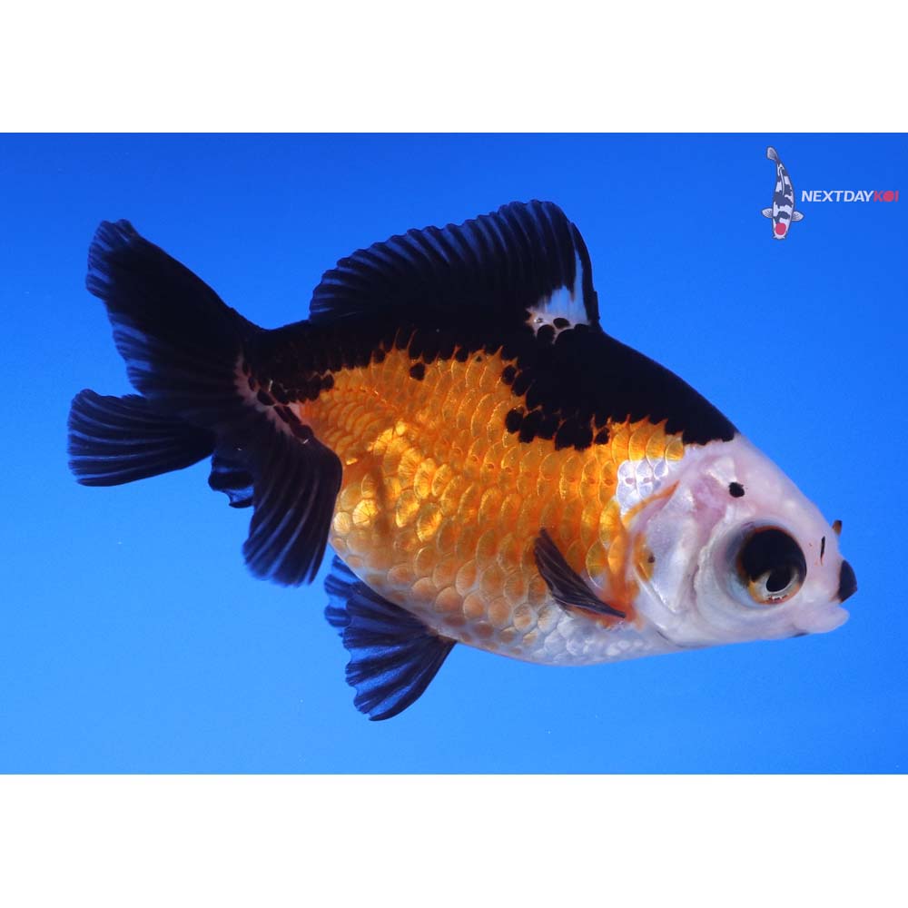 4” Imported Tri Color Telescope Fantail