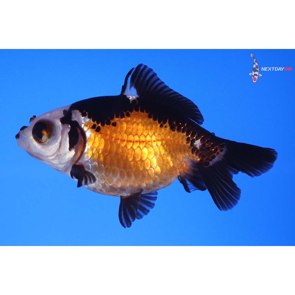 4” Imported Tri Color Telescope Fantail