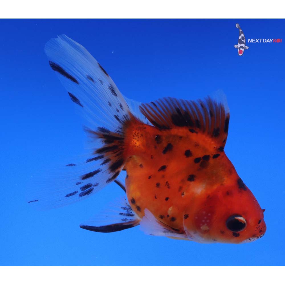 4” Imported Male Calico Ryukin