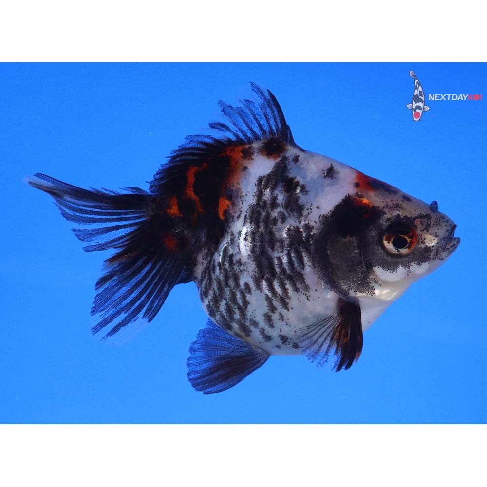 3.5” Imported Calico Ryukin