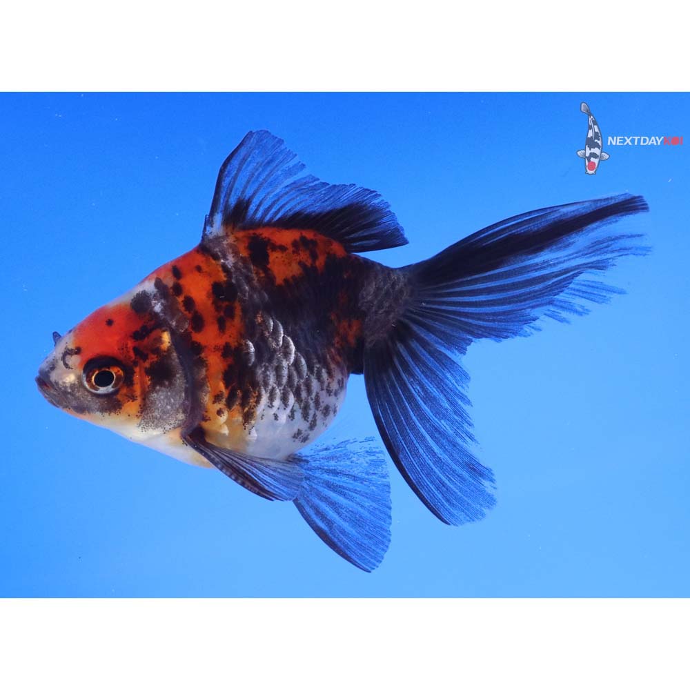 4” Imported Male Calico Ryukin