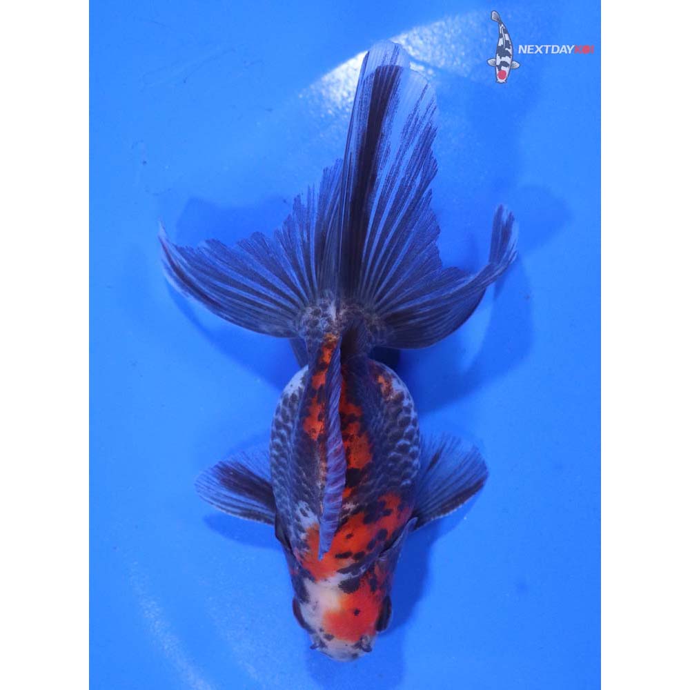 4” Imported Male Calico Ryukin