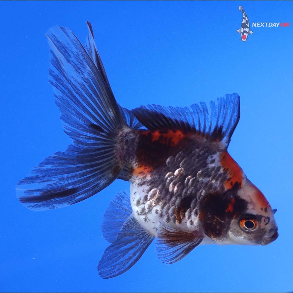 4” Imported Male Calico Ryukin