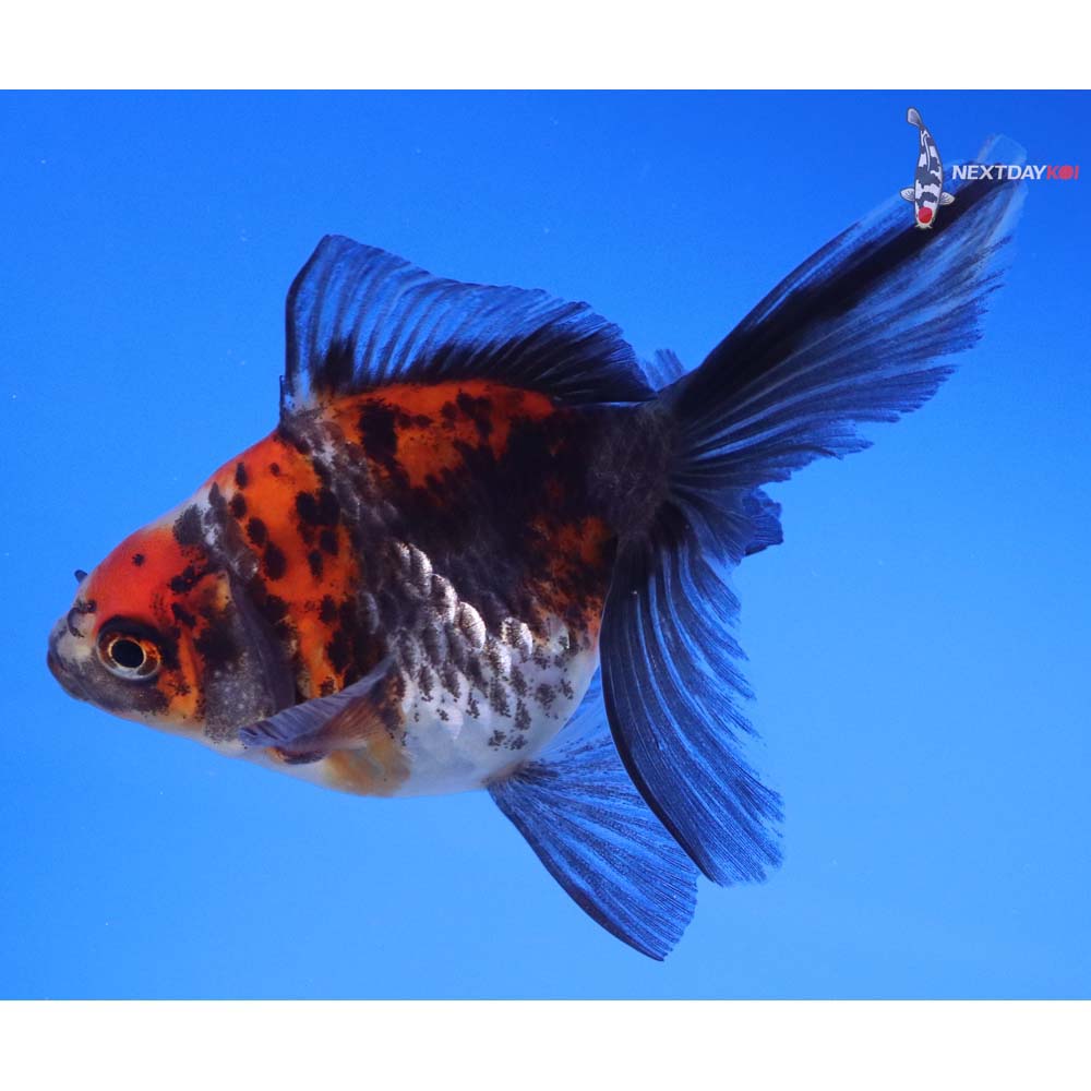 4” Imported Male Calico Ryukin