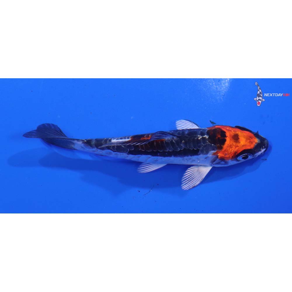 3” Imported Kin Kikokuryu