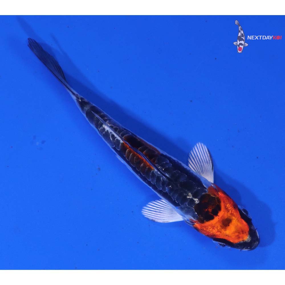 3” Imported Kin Kikokuryu