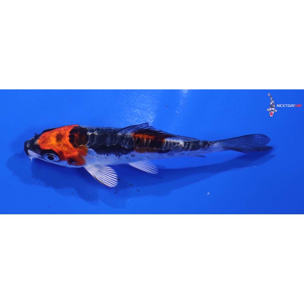 3” Imported Kin Kikokuryu