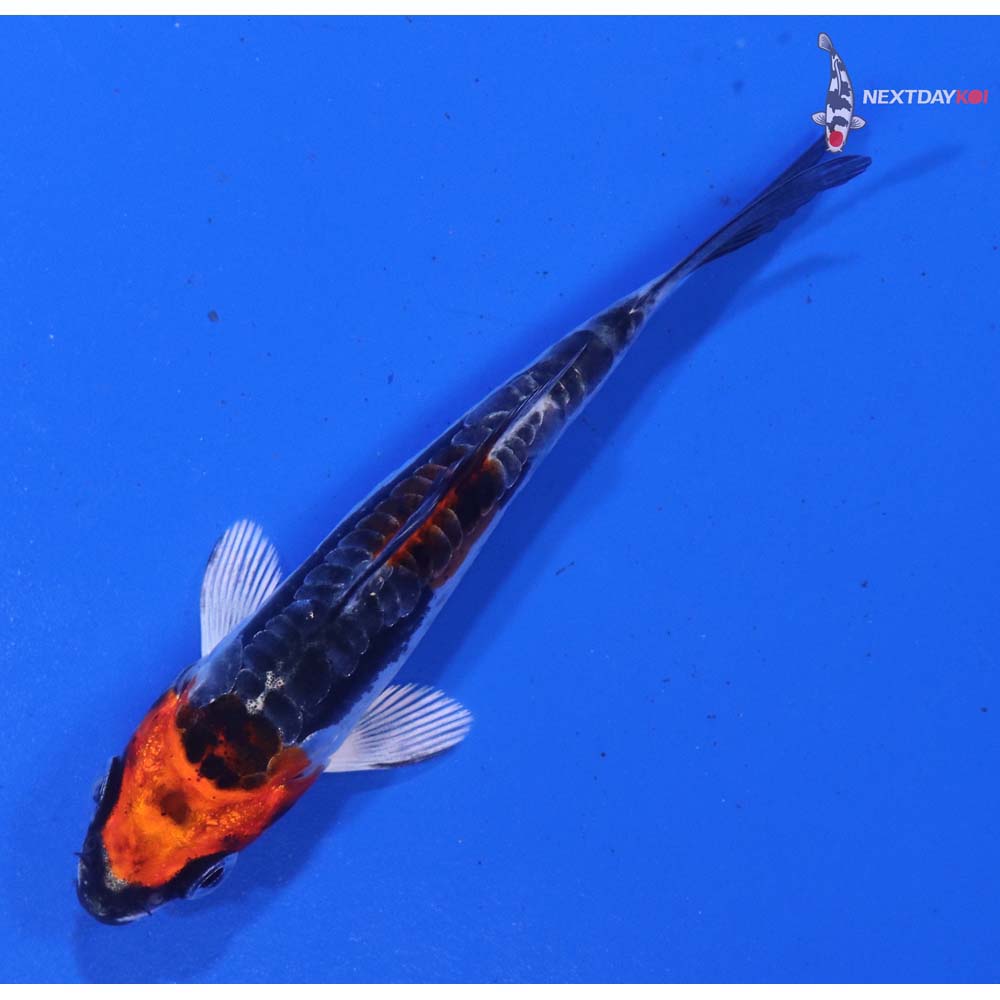 3” Imported Kin Kikokuryu