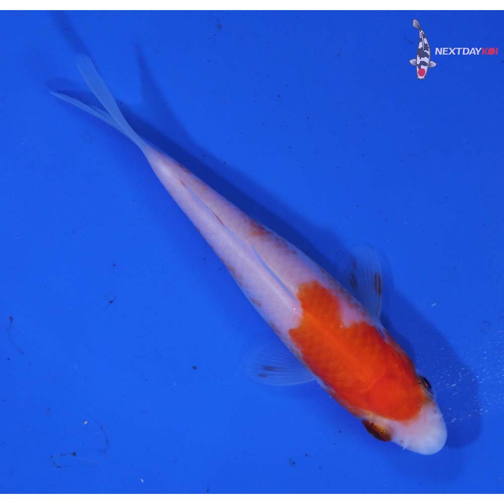 3” Imported Kohaku