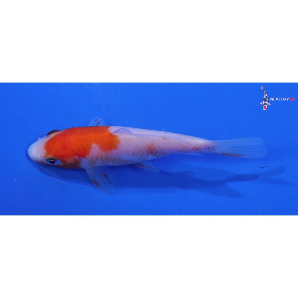 3” Imported Kohaku