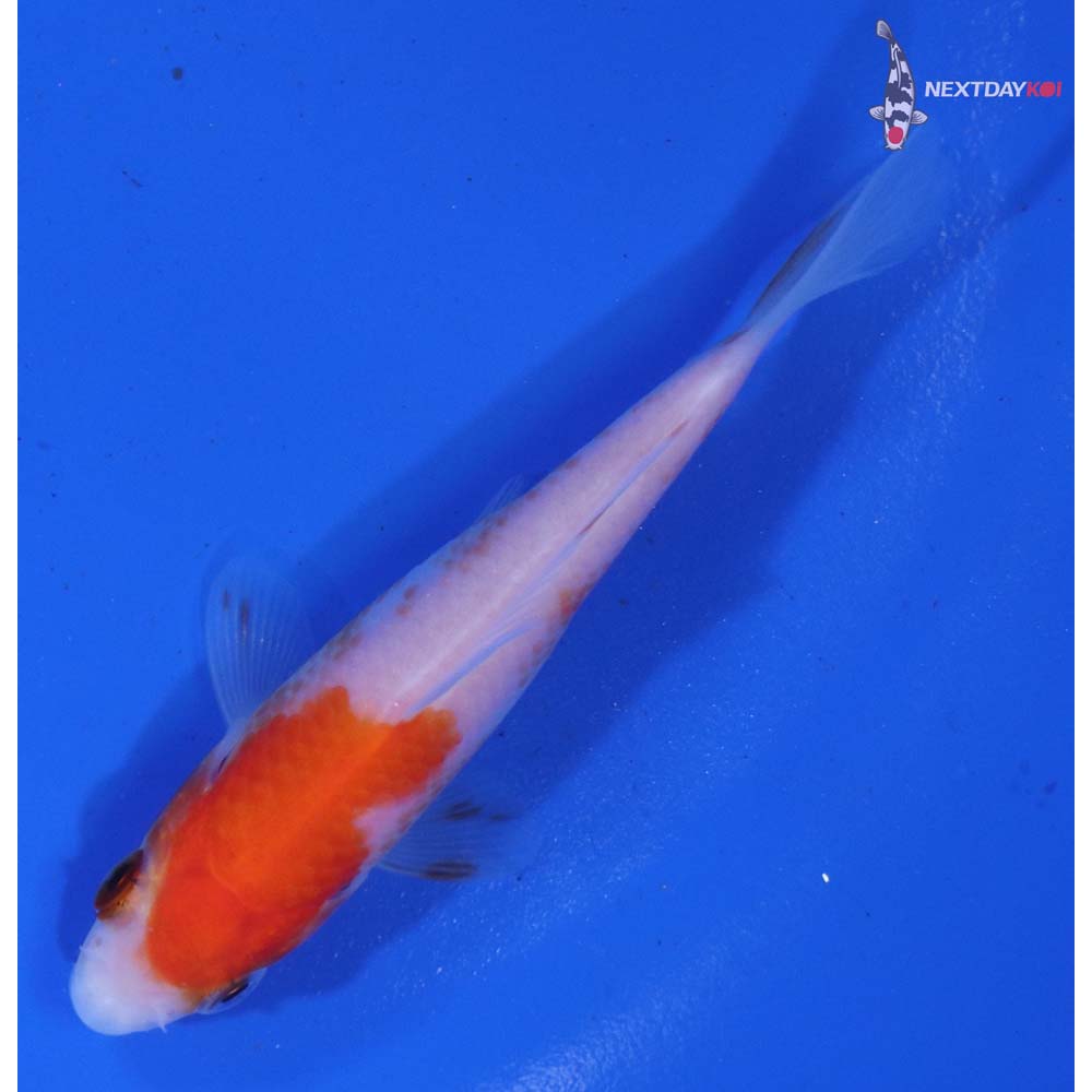 3” Imported Kohaku