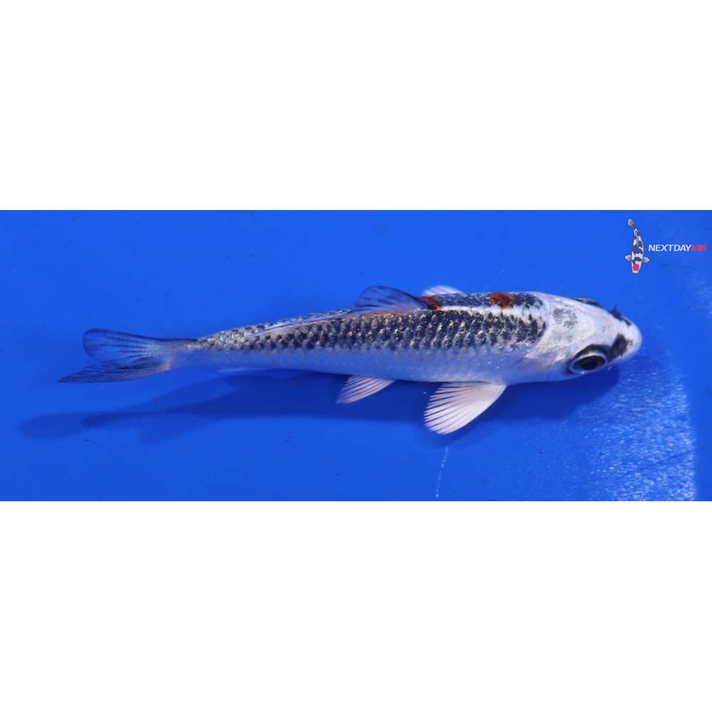 3” Imported Kujaku