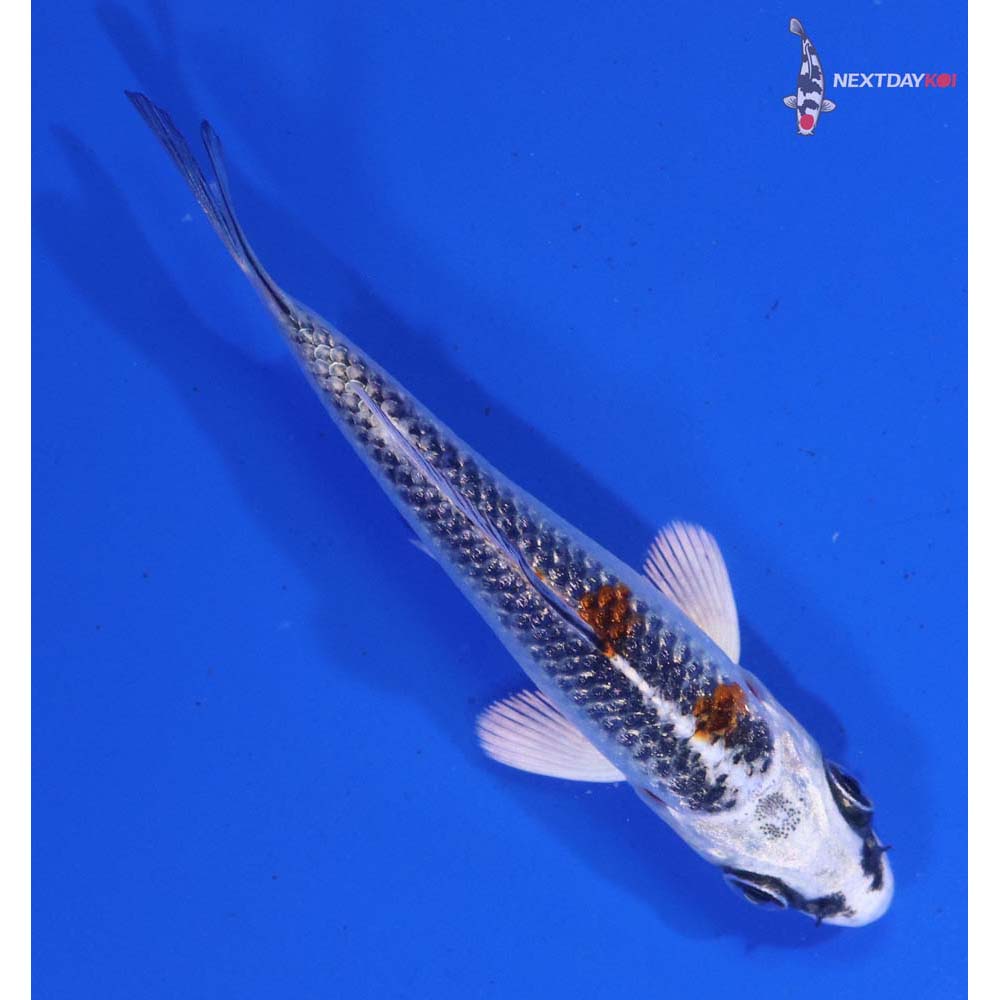 3” Imported Kujaku