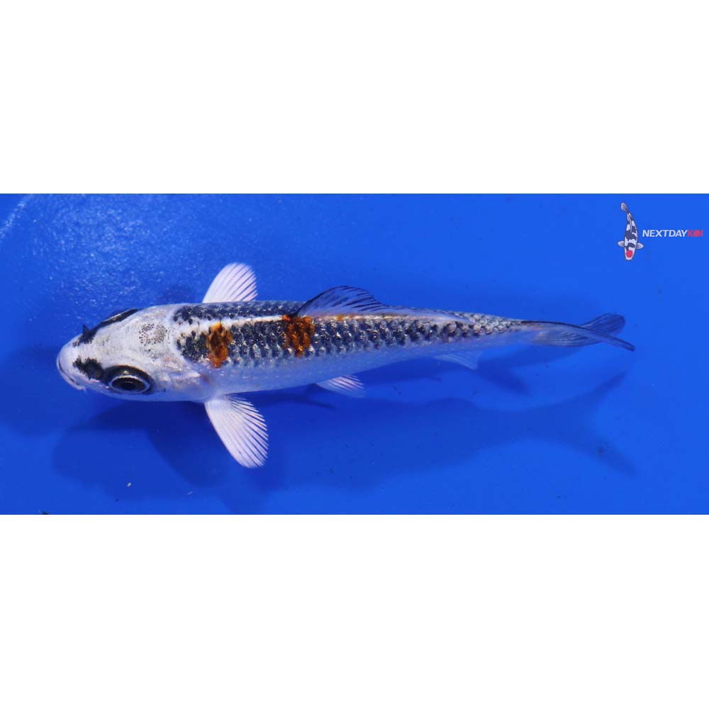 3” Imported Kujaku