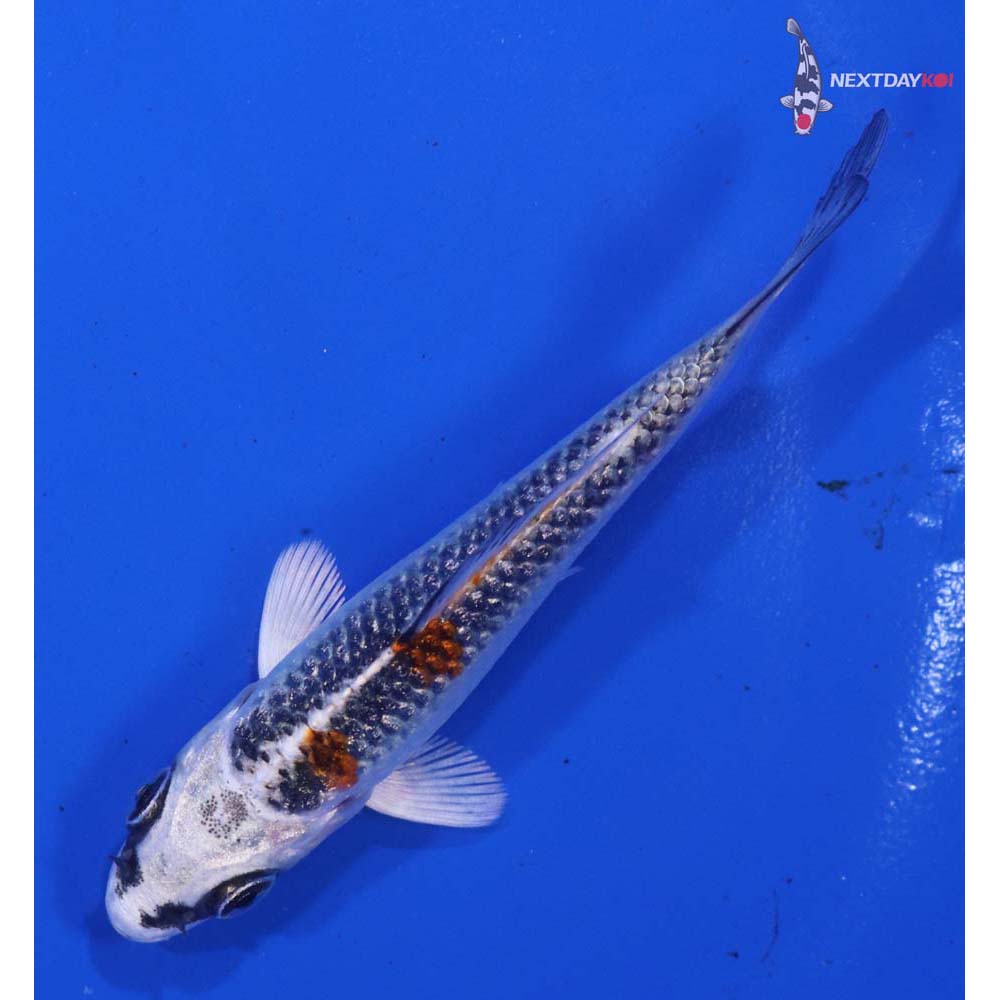 3” Imported Kujaku