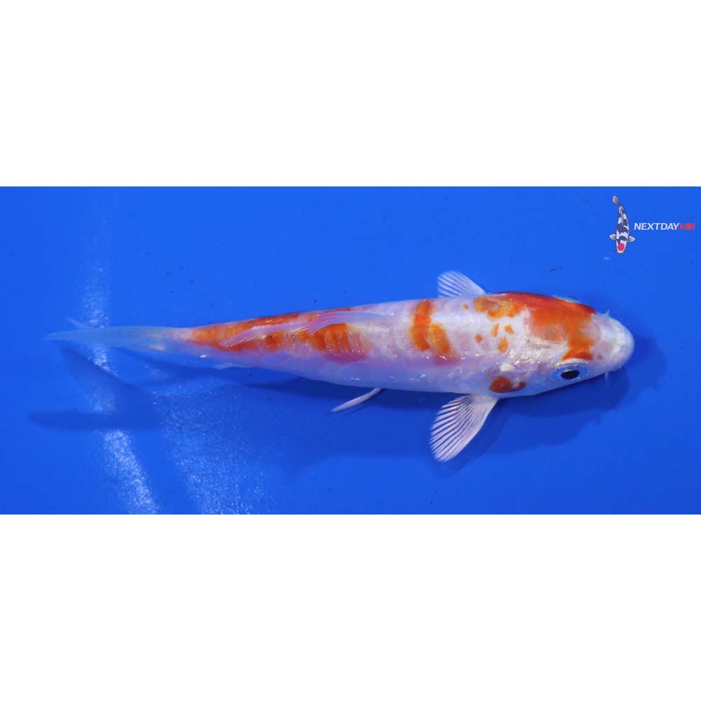 3” Imported Kikusui