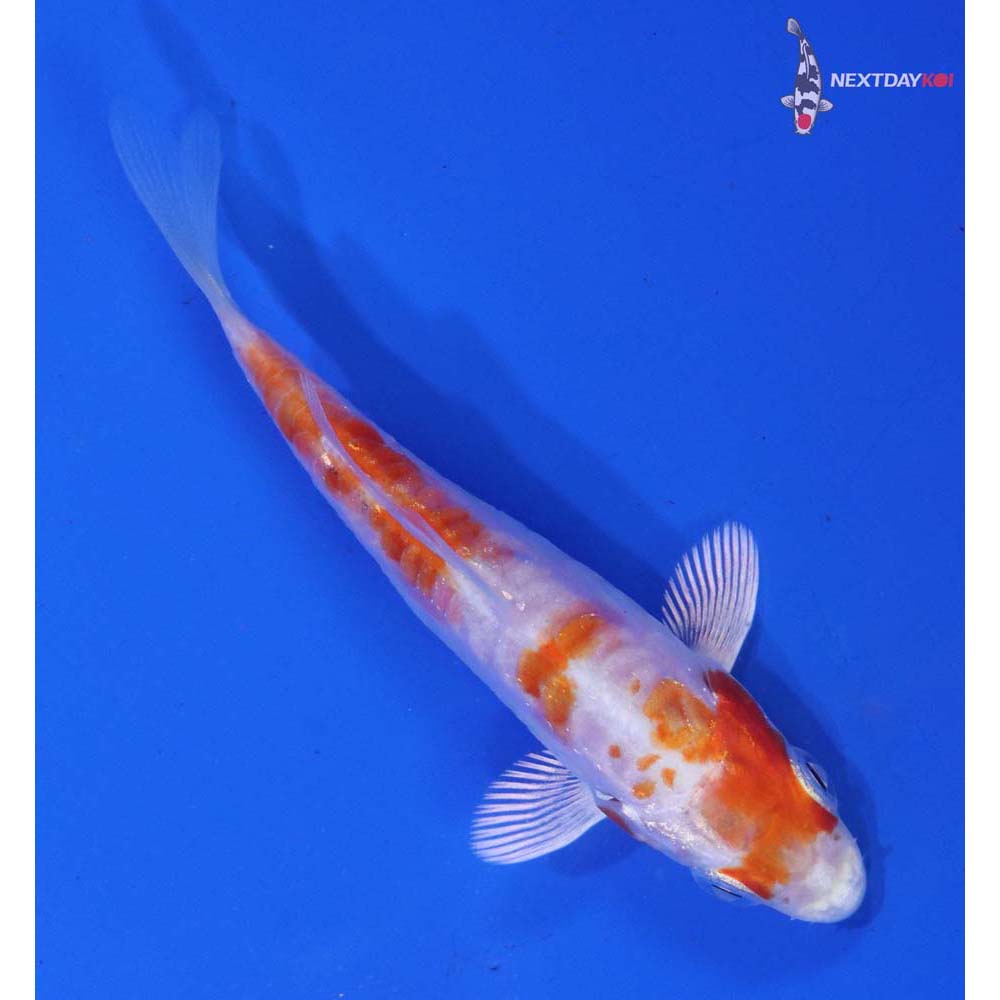 3” Imported Kikusui