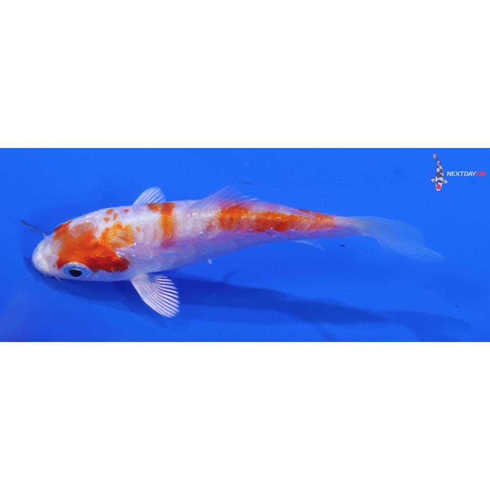 3” Imported Kikusui