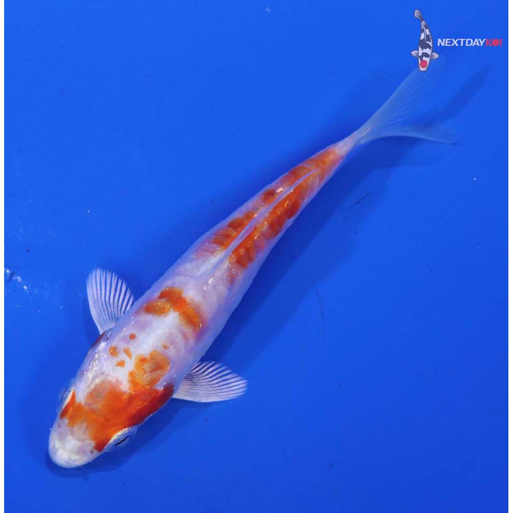 3” Imported Kikusui