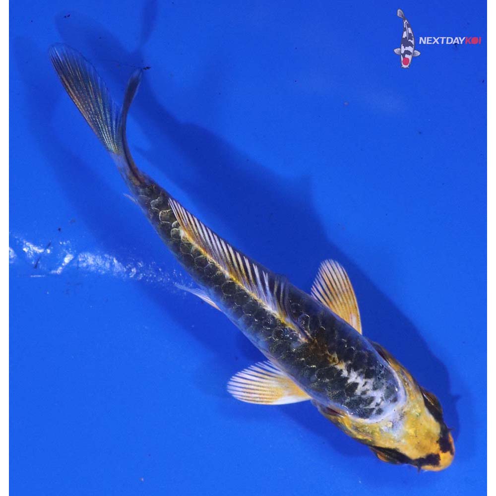 3” Imported Armor Scaled Kujaku