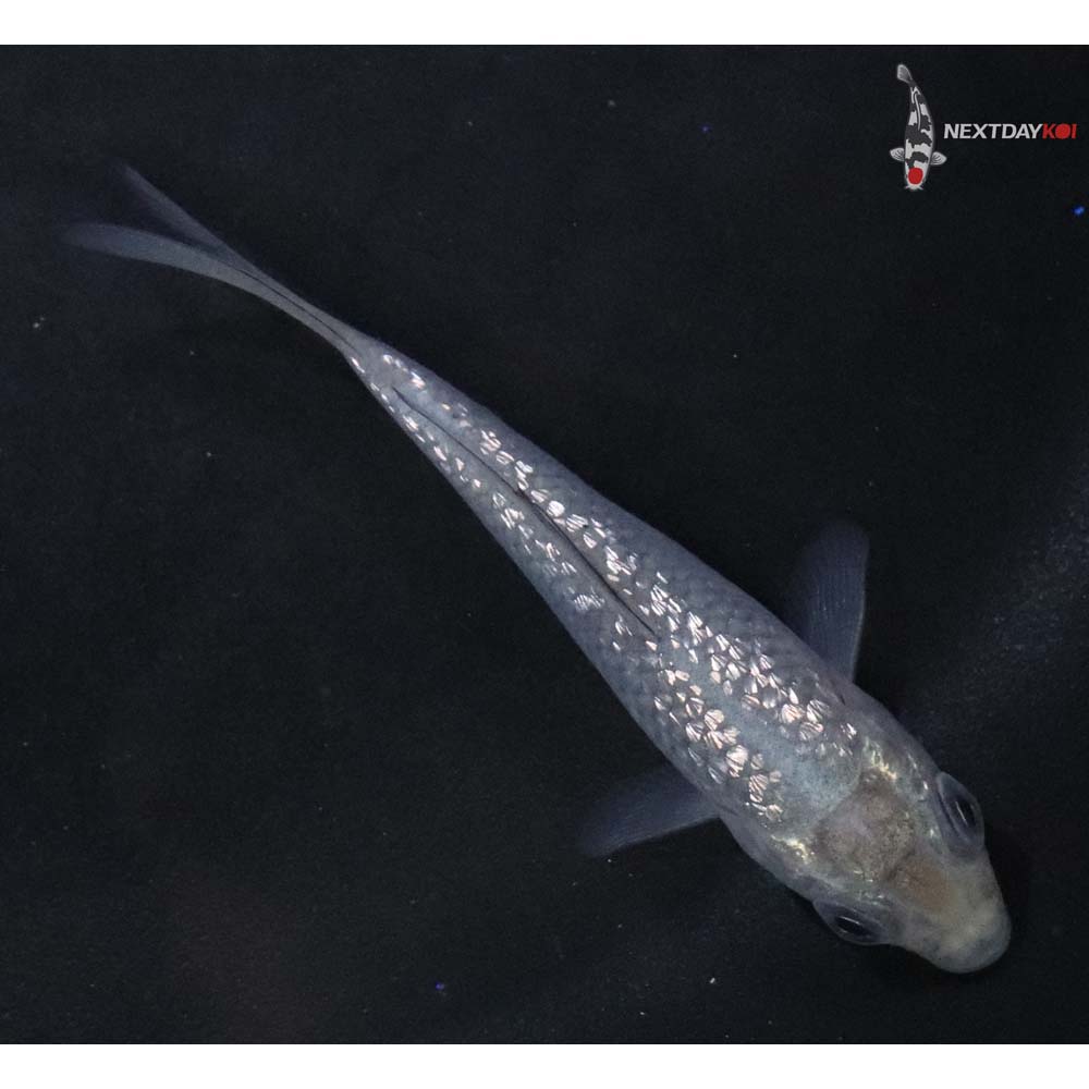 3” Imported Gin Rin Soragoi