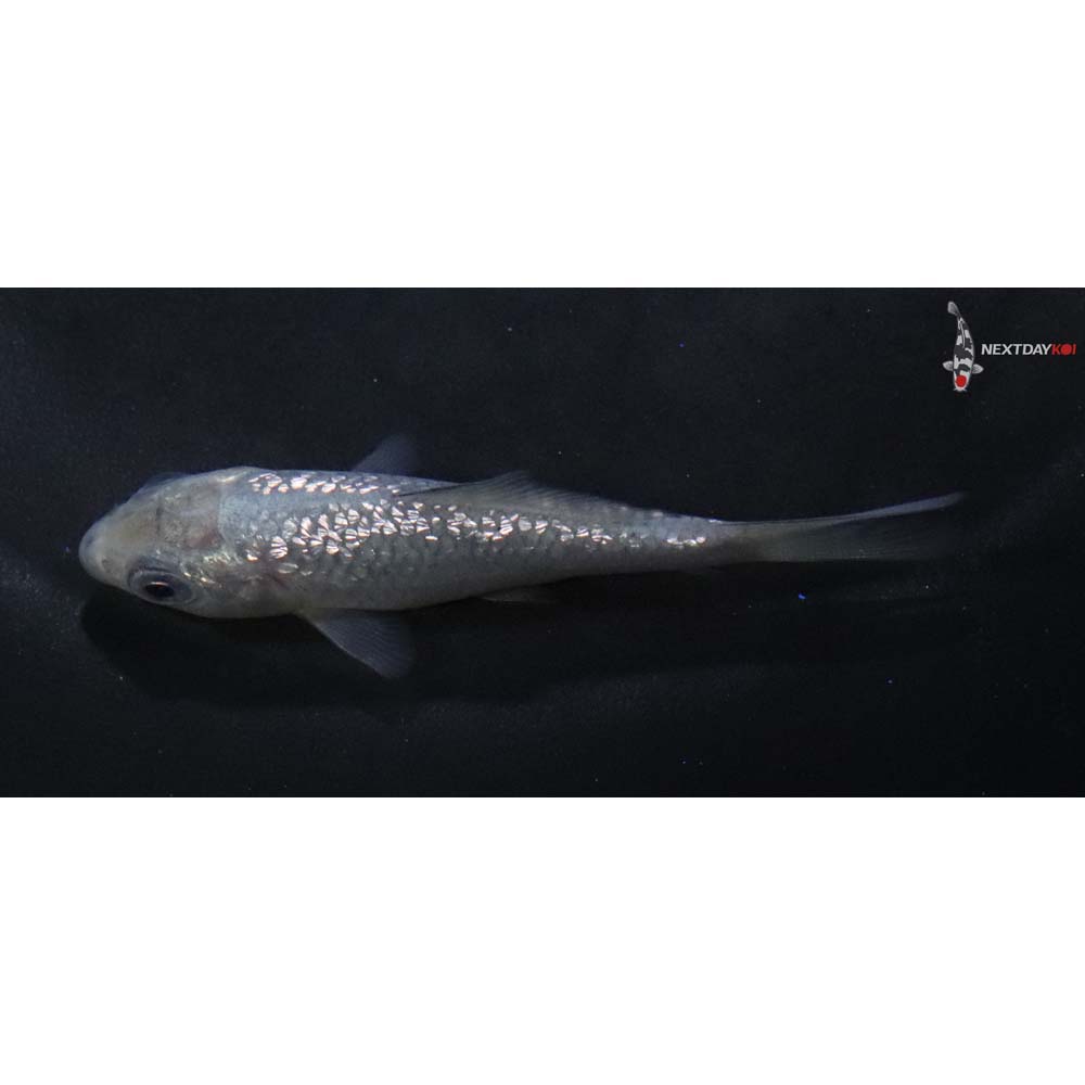 3” Imported Gin Rin Soragoi