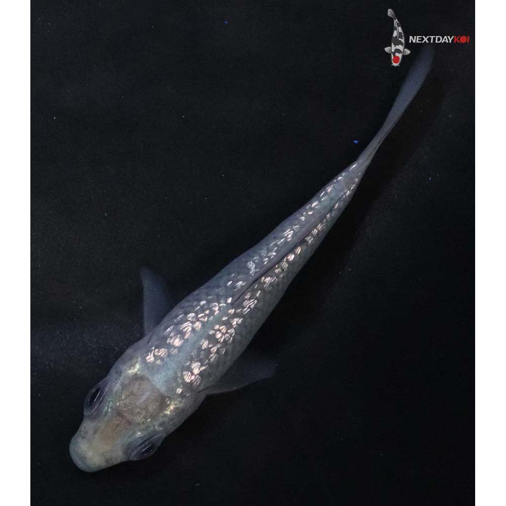 3” Imported Gin Rin Soragoi