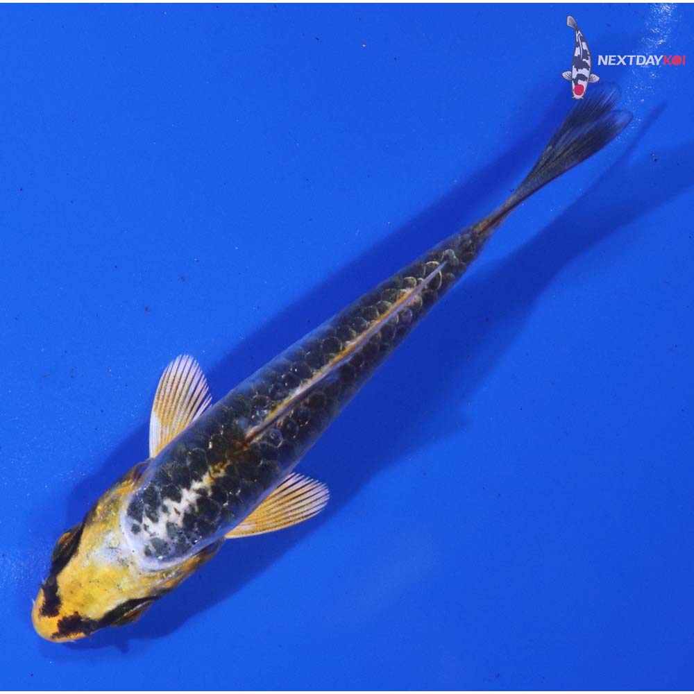 3” Imported Armor Scaled Kujaku