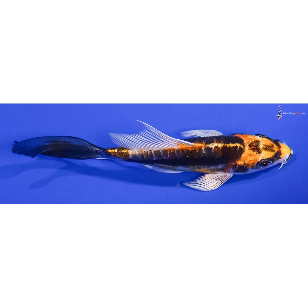 4” Imported Kin Kikokuryu Butterfly Koi