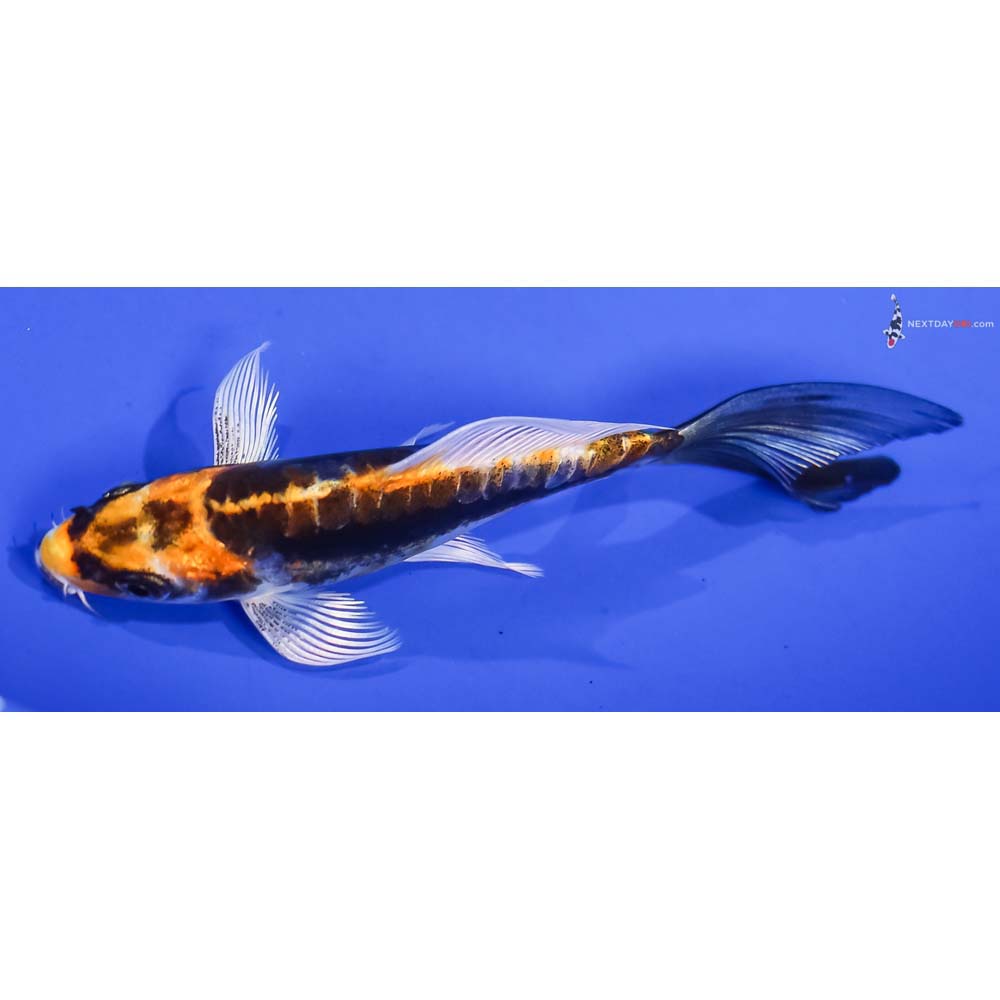 4” Imported Kin Kikokuryu Butterfly Koi