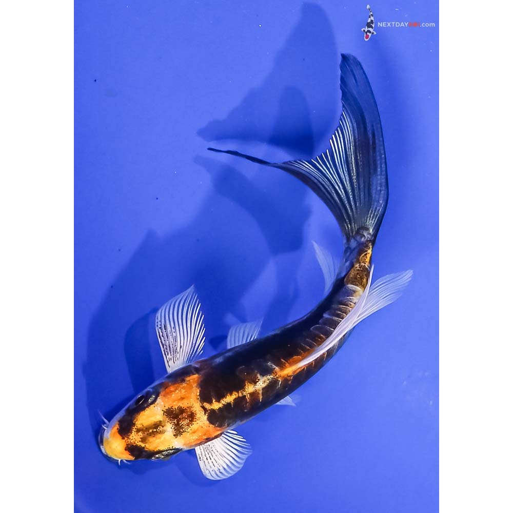 4” Imported Kin Kikokuryu Butterfly Koi