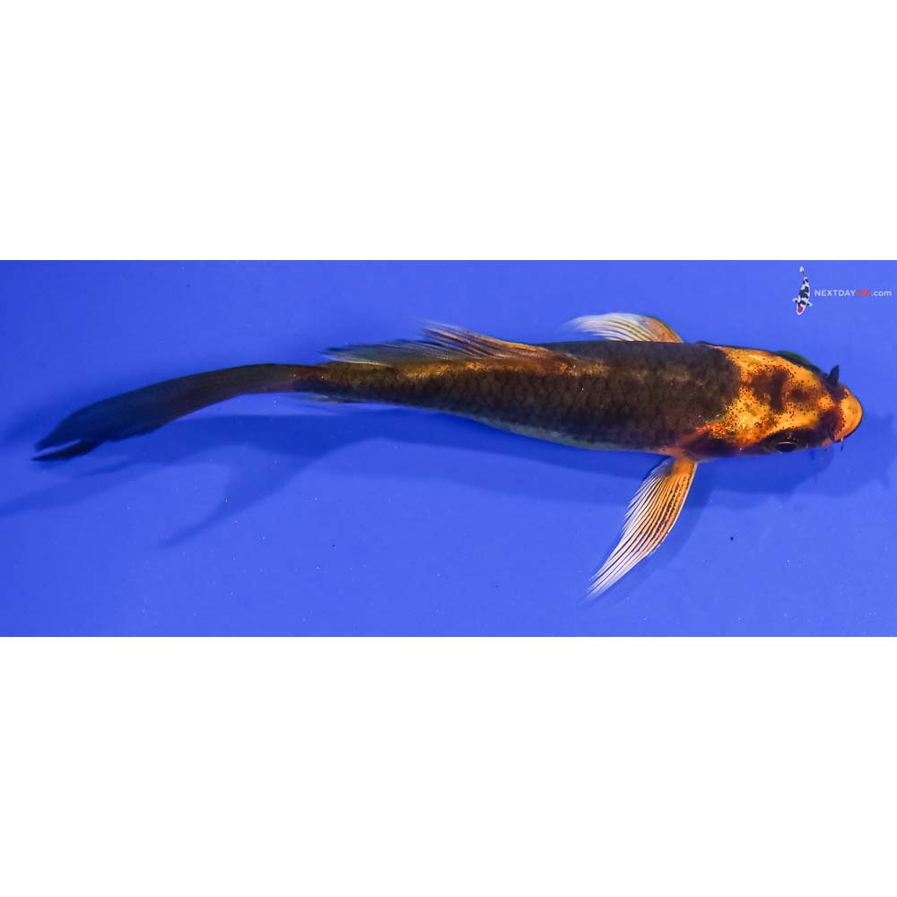 3.5” Imported Ki Matsuba Butterfly Koi