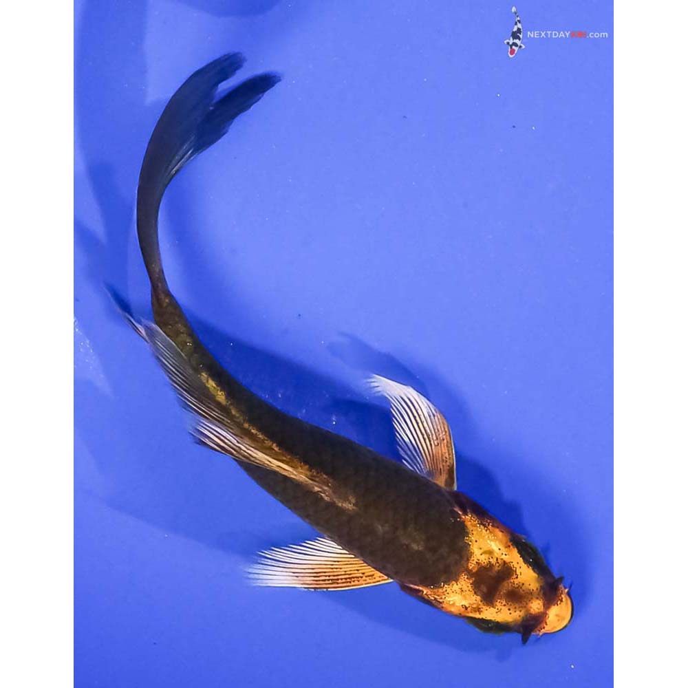 3.5” Imported Ki Matsuba Butterfly Koi