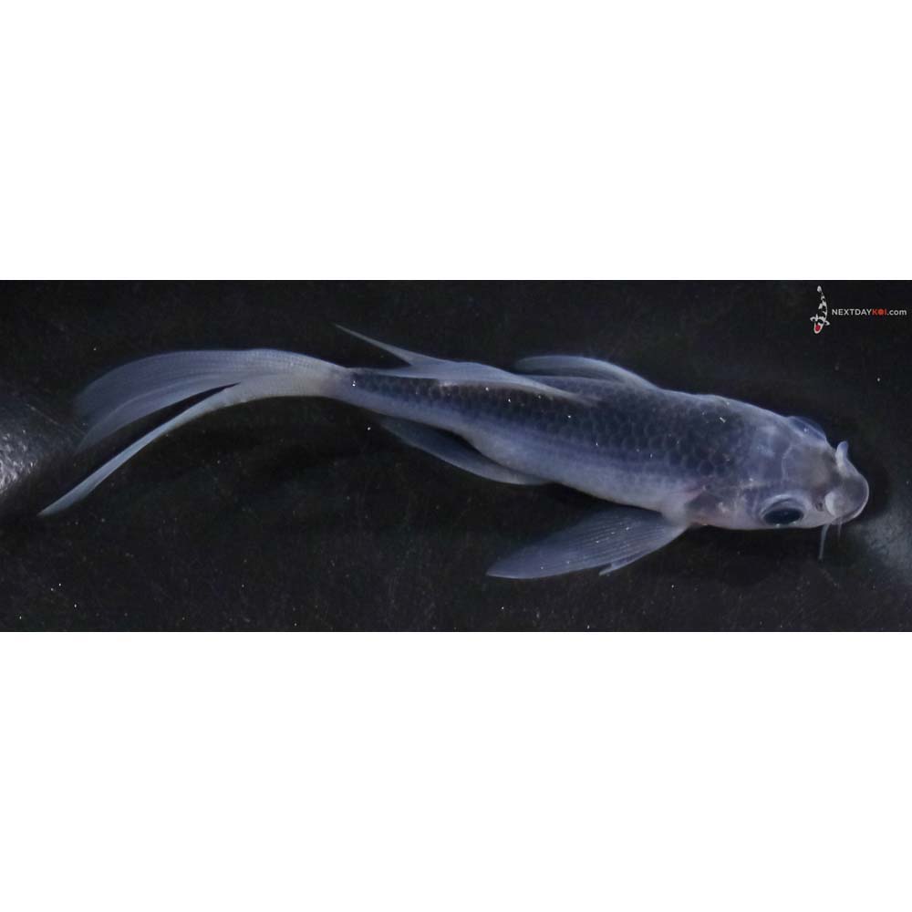 4” Imported Asagi Butterfly Koi